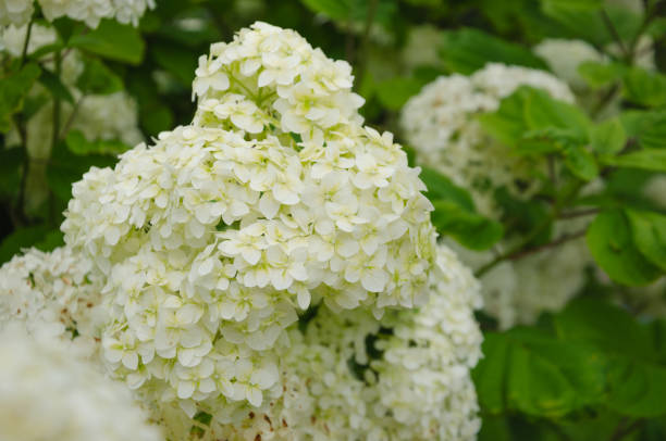 istock Hydrangea white in the garden blooms with small flowers 1468742431