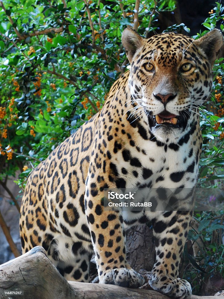 Jaguar - Foto de stock de Almohadillas - Pata de animal libre de derechos