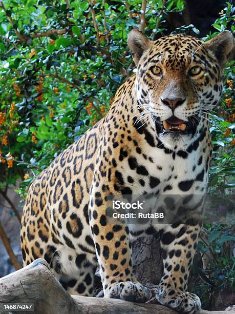 Photo libre de droit de Jaguar banque d'images et plus d'images libres de droit de Animaux à l'état sauvage - Animaux à l'état sauvage, Arbre, Branche - Partie d'une plante