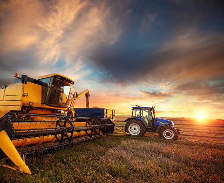 A combine harvester unloads threshed grain onto a farm tractor trailer against the setting sun. Combine harvester and agricultural tractor in the field during harvest in the background of the setting sun.