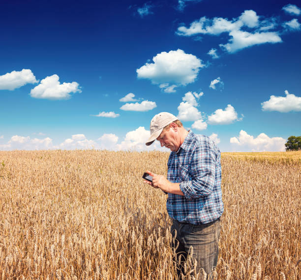 istock A farmer stands in a wheat field and operates a smartphone 1468743152