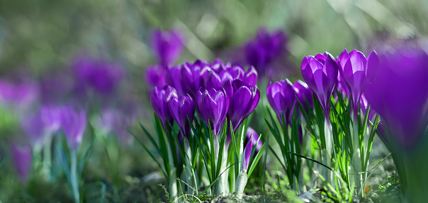 macro picture of a crocus flower in spring