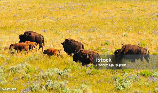 Yellowstone Buffalobison Stock Photo - Download Image Now - American Bison, Animal, Animal Wildlife