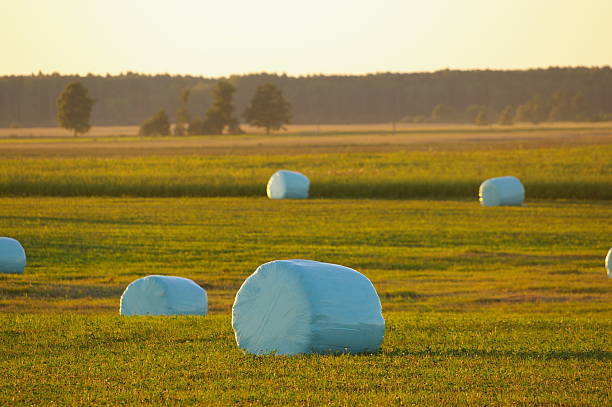 Rolls stock photo