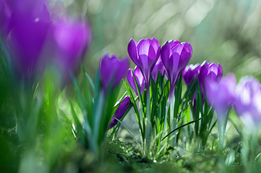 Top view of flowering purple crocus in spring garden - elective focus, copy space
