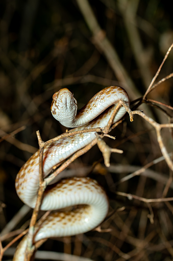 Malagasy Cat-eyed Snake, Madagascarophis colubrinus is a species of snake of the family Pseudoxyrhophiidae, nocturnal snake, Kirindy Forest, Madagascar wildlife animal