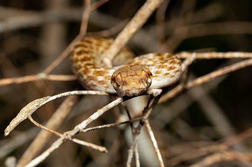 Malagasy Cat-eyed Snake, Madagascarophis colubrinus is a species of snake of the family Pseudoxyrhophiidae, nocturnal snake, Kirindy Forest, Madagascar wildlife animal