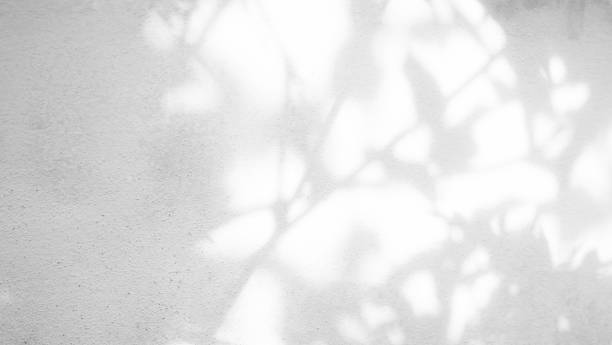 istock Shadow Spring on Wall Background,Abstract Overlay Shady Soft Exterior Leaves Tree,Nature Overlay from Window Building,Texture vintage Sun Light Plant Leaf Summer on Floor Grey Paint Room 1468745765