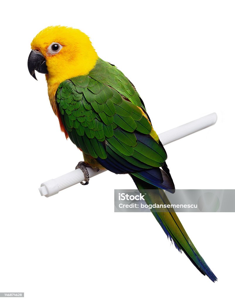 Yellow Head Parrot Portret of a coloured parrot on a white background Parrot Stock Photo