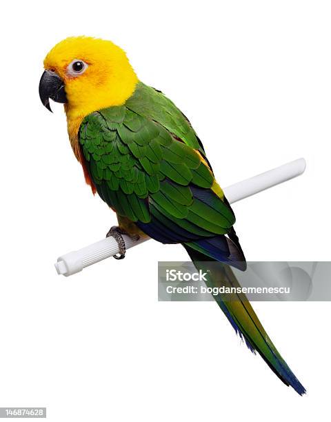 Yellow Head Parrot Stock Photo - Download Image Now - Parrot, Beauty, Beauty In Nature