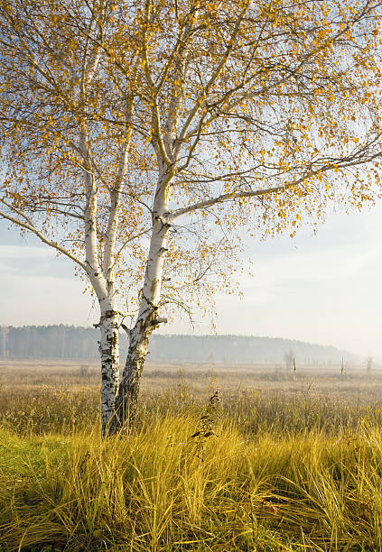 Jesień birch – zdjęcie