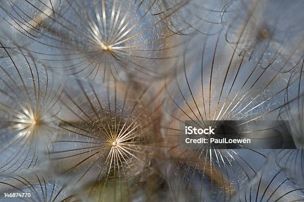 Löwenzahn Samen Stockfoto und mehr Bilder von Abstrakt - Abstrakt, Blume, Extreme Nahaufnahme