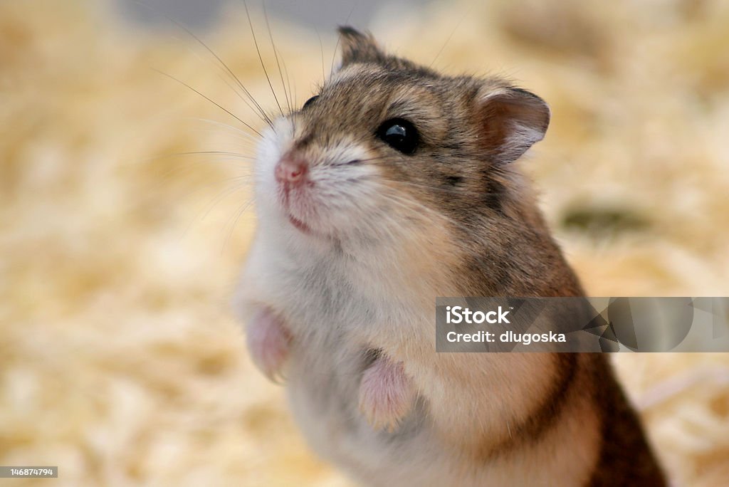 Hamster Waiting for food (focused on eyes) Animal Stock Photo