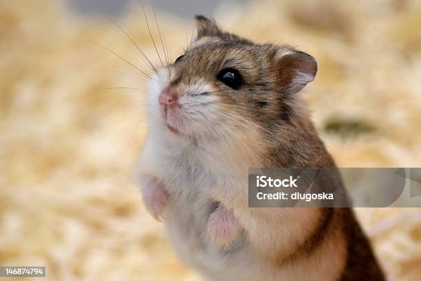 Hamster Stock Photo - Download Image Now - Animal, Animal Body Part, Animal Hair