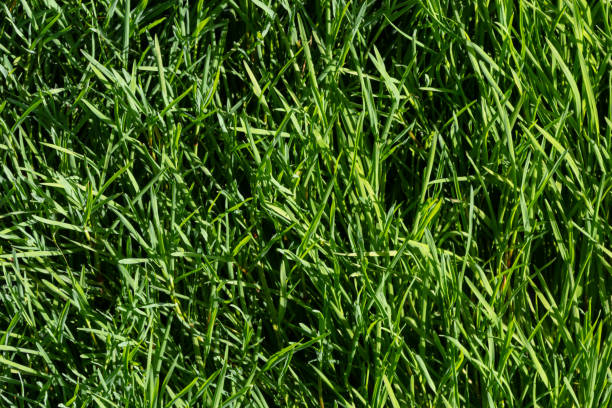 istock texture green grass on the lawn. Beautiful green background in high quality 1468748361