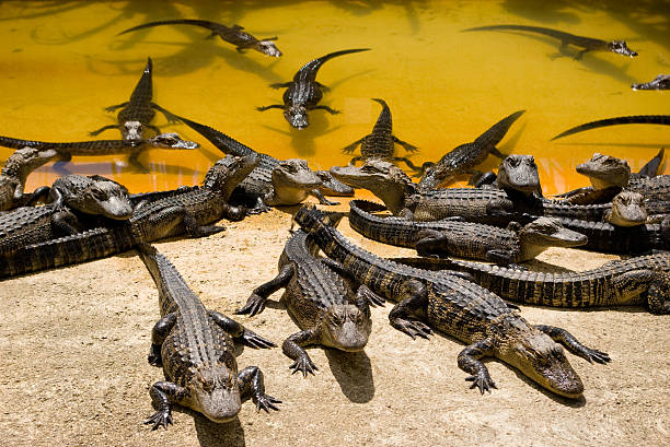 Predators! stock photo