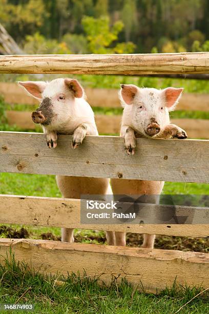 Two Pigs Stock Photo - Download Image Now - Agriculture, Animal, Asking