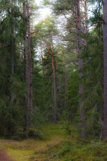 istock Pine forest scene at moody weather 1468749118