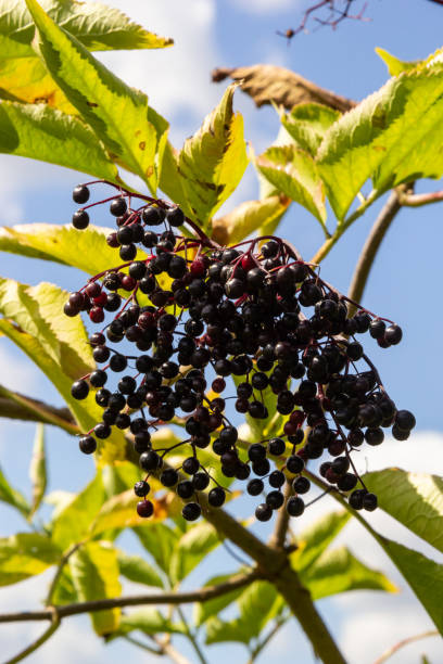 istock Sambucus nigra is a poisonous plant that can also be used medicinally 1468749196
