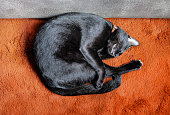 Top view black cat sleeping on orange wool carpet