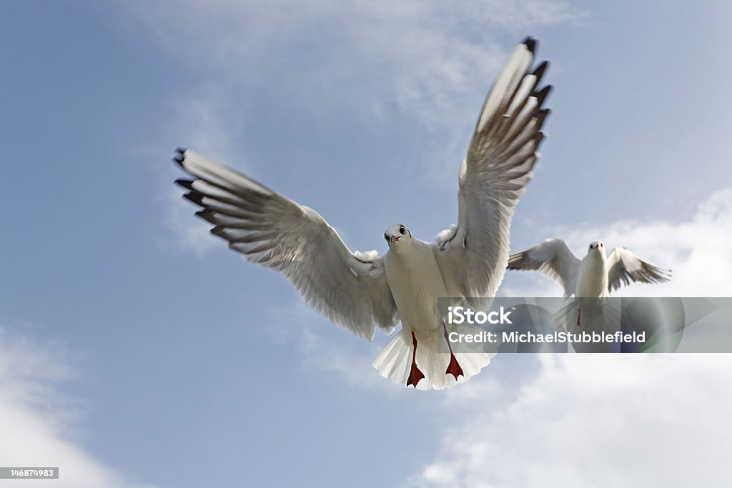 Black Kopf Gulls - Lizenzfrei Betteln - Tierisches Verhalten Stock-Foto