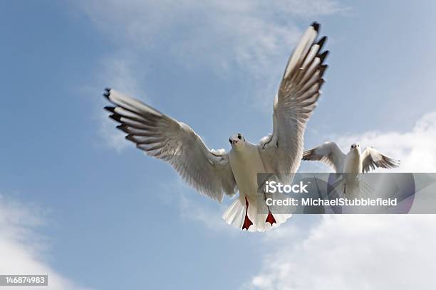 Black Kopf Gulls Stockfoto und mehr Bilder von Betteln - Tierisches Verhalten - Betteln - Tierisches Verhalten, Blau, Erwartung