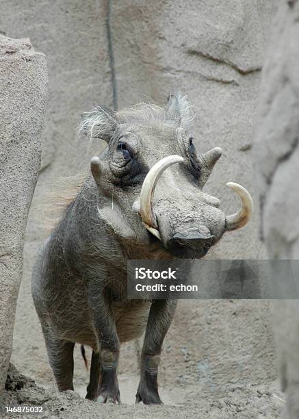 Warthog Stock Photo - Download Image Now - Animal Body Part, Animal Hair, Beauty