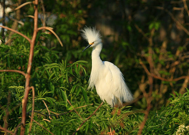 Snowy Egret in mating plummage stock photo