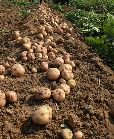Potato plants growing in a field with blossoming green plants during a springtime day.
