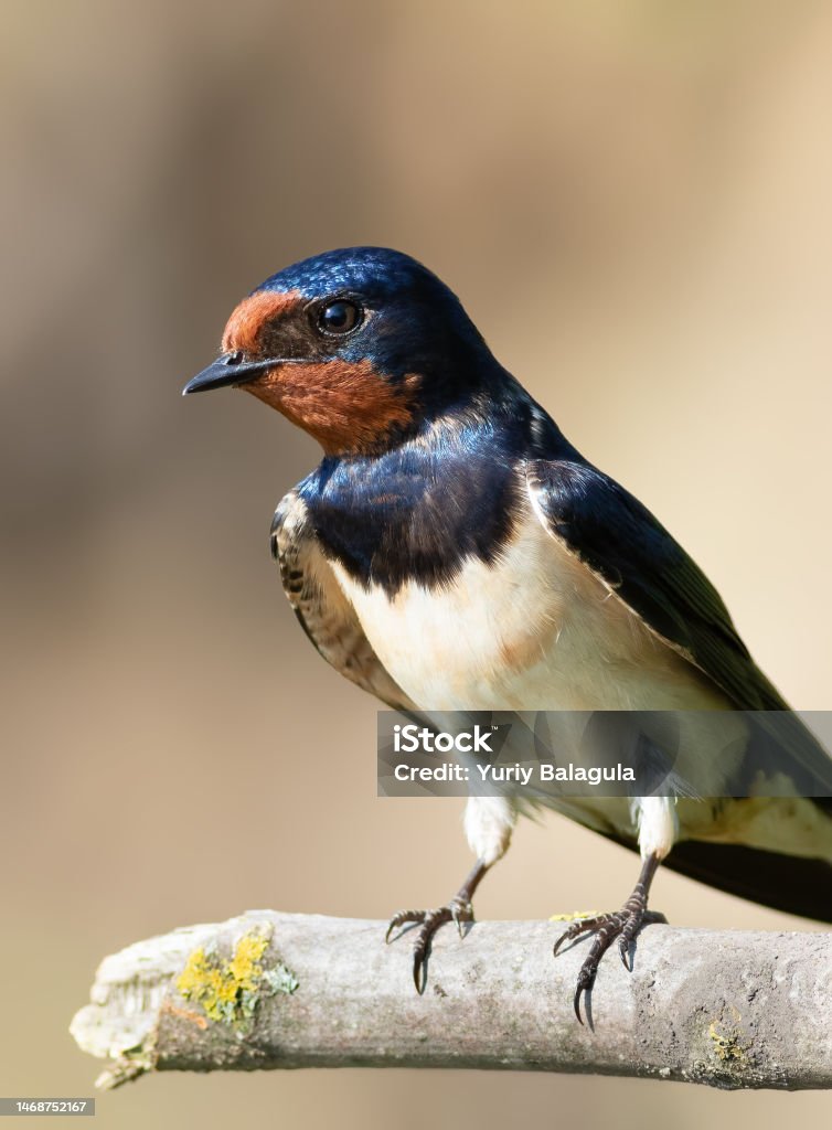 Barn swallow, Hirundo rustica. A bird sitting on a branch, close-up Animal Stock Photo
