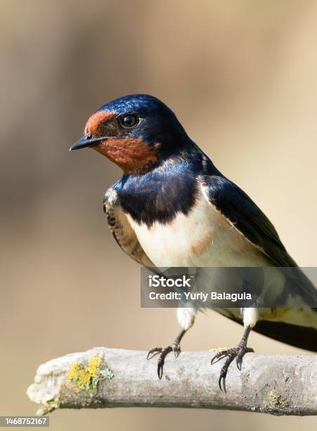 Barn Swallow Hirundo Rustica A Bird Sitting On A Branch Closeup Stock Photo - Download Image Now