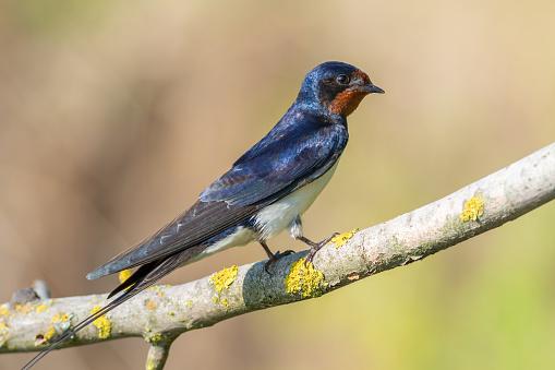 Barn swallow, Hirundo rustica. A bird sitting on a branch