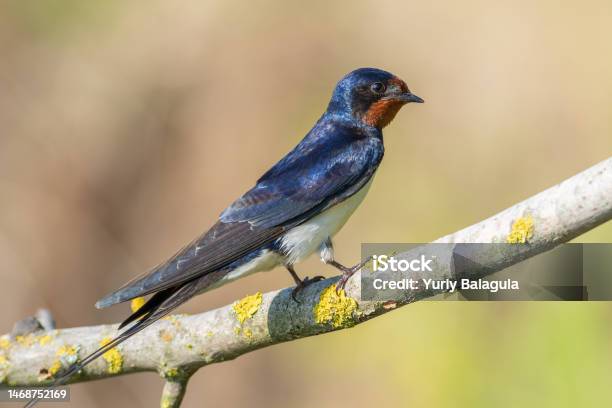 Barn Swallow Hirundo Rustica A Bird Sitting On A Branch Stock Photo - Download Image Now
