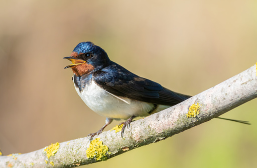 Barn swallow, Hirundo rustica. A bird sits on a branch. Looks away and sings