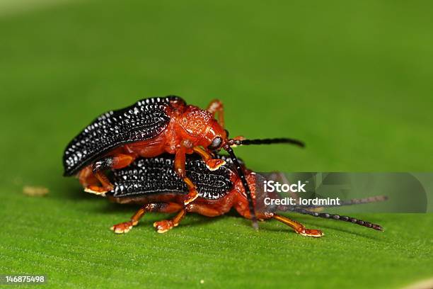 접사를 결합 Beetles 가까운에 대한 스톡 사진 및 기타 이미지 - 가까운, 검은색, 곤충