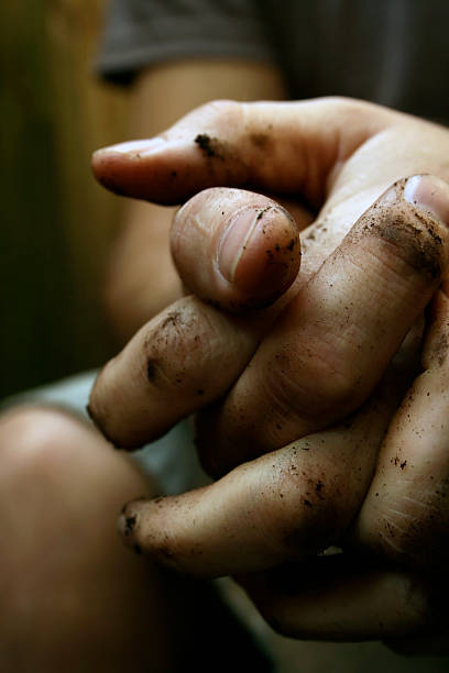 Gardener's Hands stock photo