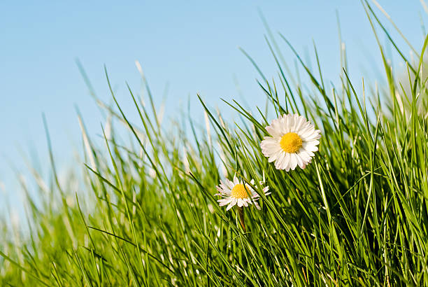 daisies in the grass stock photo