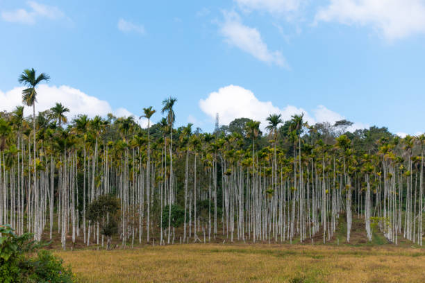 beautiful landscape with palm trees in Sri Lanka