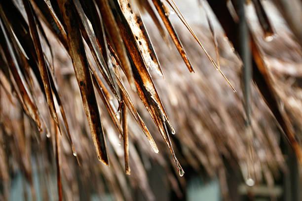 istock Grass Roof In Rain 146875693