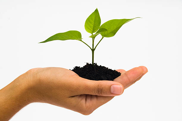 A four leaved seedling in a hand on a white background