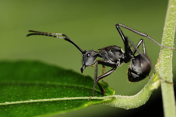 istock macro of a giant ant 146875792