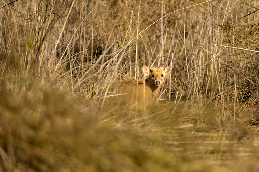 Indian hog deer or Axis porcinus portrait with eye contact at dhikala zone of jim corbett national park or forest uttarakhand india asia