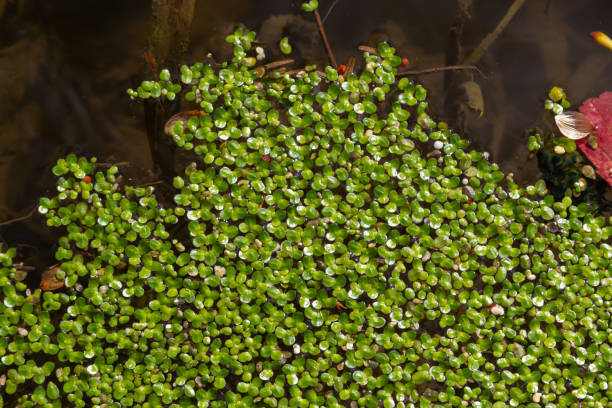 duckweed, natural green duckweed on the water for background or texture - duckweed imagens e fotografias de stock
