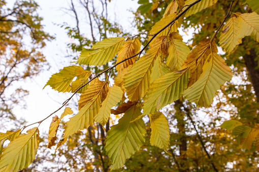 Autumn in the forest. Yellow hornbeam leaves close-up on a beautifully blurred background with bokeh.
