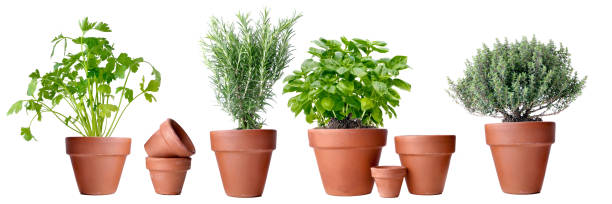 istock potted of aromatic plants in terra cotta pot on white background 1468760911