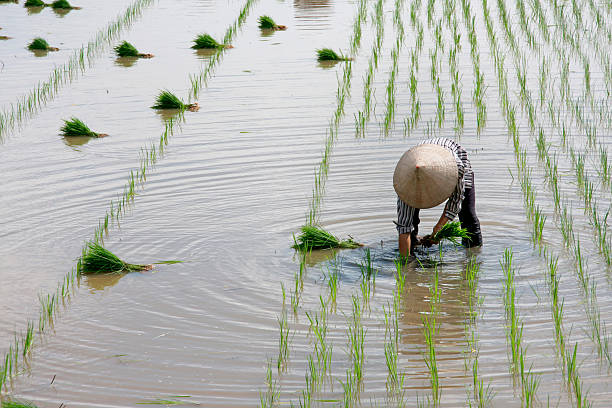 istock Women working in rice field 146876144
