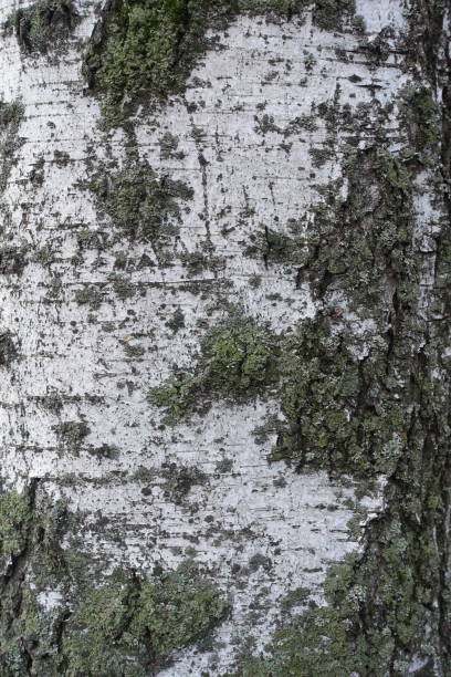 istock Texture of black and white bark of silver birch 1468761552