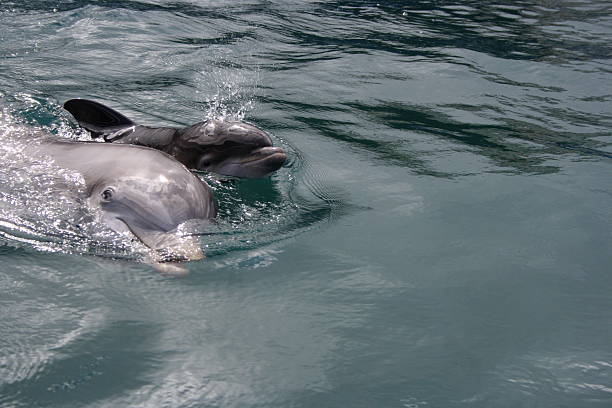 istock Mother and Calf cruising. 146876166
