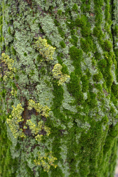 istock Yellow and green lichen and moss on bark of tree 1468761841