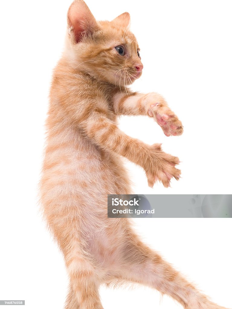 Tanz Katzenjunges - Lizenzfrei Angst Stock-Foto